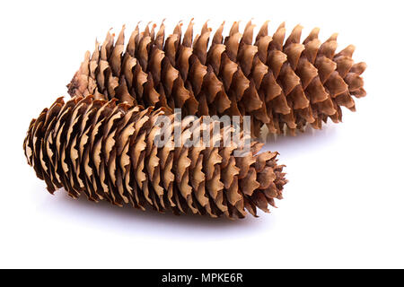 Single Pine Cone auf weißem Hintergrund Stockfoto