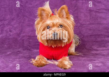 Yorkshire Terrier in warme Kleidung auf lila Hintergrund Stockfoto