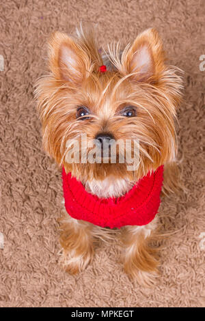 Hund Yorkshire Terrier rot pullover sitzt auf dem Teppich Stockfoto