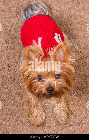 Hund Yorkshire Terrier rot pullover sitzt auf dem Teppich Stockfoto