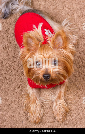 Hund Yorkshire Terrier rot pullover sitzt auf dem Teppich Stockfoto