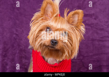 Yorkshire Terrier in warme Kleidung auf lila Hintergrund Stockfoto