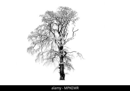 LONDON, ENGLAND - Juli 18: Ein einsamer Baum steht in ruhiger Lage im Winter auf einem weißen Schnee Hintergrund und mit Schnee Zweige am 18. Juli 2010 gedeckt. Vereinigtes Königreich. Stockfoto