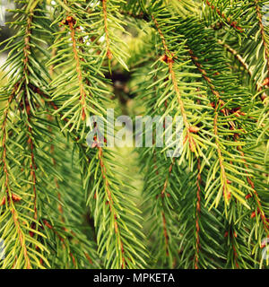 Grünen stacheligen Zweige eines Pelz-Baum oder Kiefer. Im Alter von Foto. Close Up. Tanne im Wald. Weihnachten Hintergrund oder Hintergrund. Stockfoto