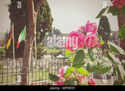 Roms Municipal Rose Garden Stockfoto