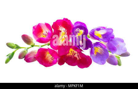 Freeseia frische Blumen Stockfoto