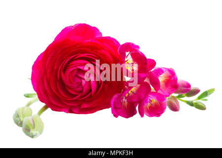 Freeseia frische Blumen Stockfoto