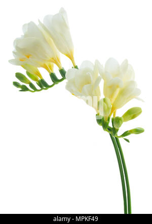 Freeseia frische Blumen Stockfoto