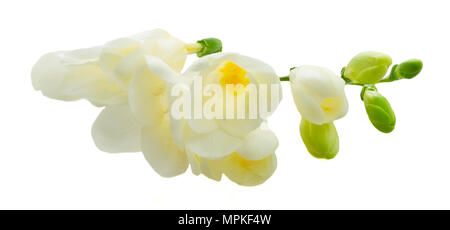 Freeseia frische Blumen Stockfoto