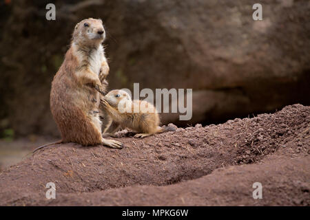 Prarie dog Mutter und Kind stehen in Alert Stockfoto