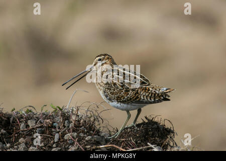 Snipe mittlerer Größe, skulking wating Vogel mit kurzen Beinen und langen geraden Schlingen auf der Halbinsel Bulandsnes. Ein Paradies für Vogelbeobachter in Djupivogur, Island. Das Vogelschutzgebiet Búlandsnes ist bei Vogelfreunden auf der ganzen Welt bekannt. Stockfoto