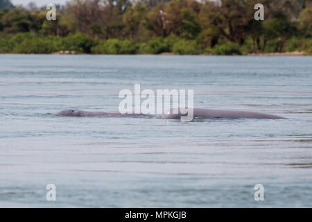 Seltenen irawaddy Delphine Bootsfahrt von Khongyai Strand auf Don Khone Insel im Süden von Laos. Landschaft vom Boot genommen auf vier tausend Inseln im Mekong Stockfoto