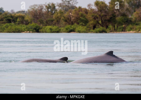 Seltenen irawaddy Delphine Bootsfahrt von Khongyai Strand auf Don Khone Insel im Süden von Laos. Landschaft vom Boot genommen auf vier tausend Inseln im Mekong Stockfoto