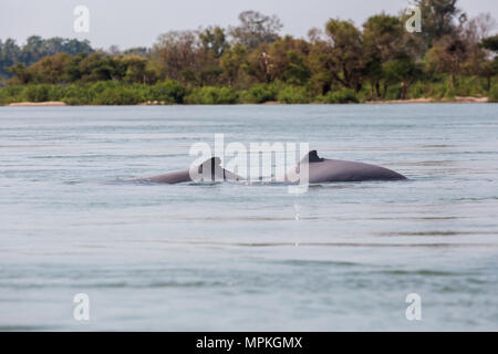 Seltenen irawaddy Delphine Bootsfahrt von Khongyai Strand auf Don Khone Insel im Süden von Laos. Landschaft vom Boot genommen auf vier tausend Inseln im Mekong Stockfoto