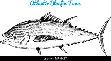 Fluss und See fischen. Der Rote Thun. Meeresbewohner. Süßwasser-Aquarium. Meeresfrüchte für das Menü. Graviert Hand in alten Vintage Skizze gezeichnet. Vector Illustration. Symbole auf den Ozean. Stock Vektor