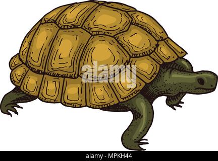 Gemeinsame griechische Schildkröte. Niedliche Schildkröte. Tiere Reptilien. Tier- und Pflanzenwelt. Graviert Hand in alten Vintage Skizze gezeichnet. Vector Illustration. Exotischen Zoologie. Stock Vektor