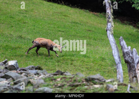 Chamois alpine Ziege in Merlet Tierpark. Chamonix, Frankreich Stockfoto