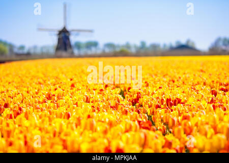 Tulpenfelder und Windmühle in Holland, Niederlande. Blühende Blume Felder mit roten und gelben Tulpen im holländischen Landschaft. Traditionelle Landschaft mit Stockfoto