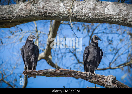 Schwarze Geier (Coragyps atratus) auf einem toten Eichenzweig in Gulfport, Mississippi Stockfoto