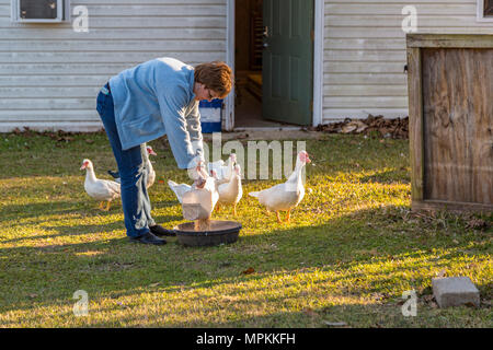 Frau, die Enten Getreide füttert in Gulfport, Mississippi, USA Stockfoto