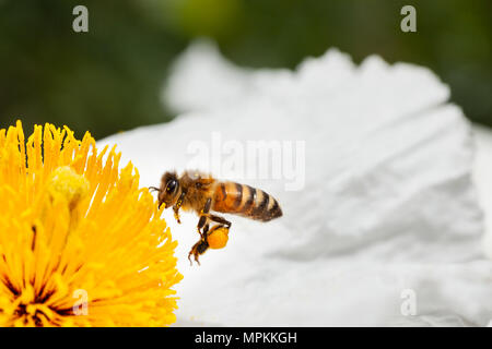 Makro Aufnahmen von Bienen bestäubt. Kopieren Sie Platz im Rahmen Stockfoto