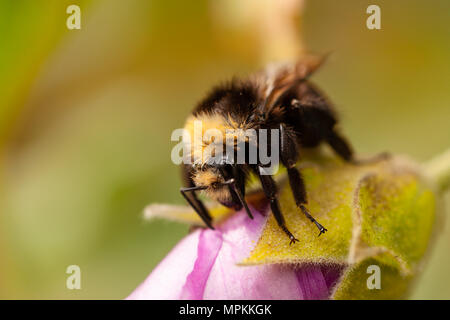 Makro Aufnahmen von Bienen bestäubt. Kopieren Sie Platz im Rahmen Stockfoto