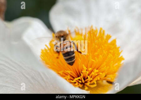 Makro Aufnahmen von Bienen bestäubt. Kopieren Sie Platz im Rahmen Stockfoto