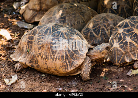 Gruppe von Schildkröte unter einem Baum im Schatten in sonniger Tag ausruhen. Stockfoto