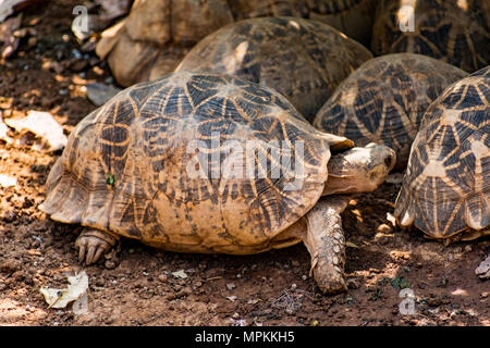 Gruppe von Schildkröte unter einem Baum im Schatten in sonniger Tag ausruhen. Stockfoto