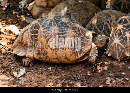 Gruppe von Schildkröte unter einem Baum im Schatten in sonniger Tag ausruhen. Stockfoto