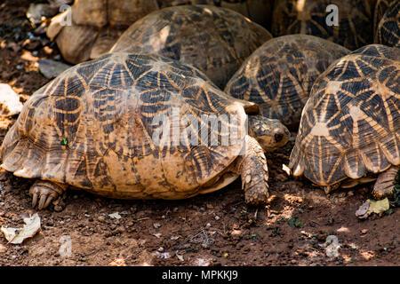 Gruppe von Schildkröte unter einem Baum im Schatten in sonniger Tag ausruhen. Stockfoto