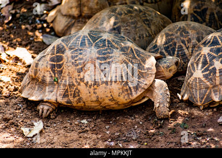 Gruppe von Schildkröte unter einem Baum im Schatten in sonniger Tag ausruhen. Stockfoto