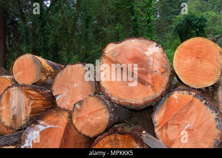 Querschnitt des Logs gestapelt und Schneiden, Bäume im Hintergrund. Rauch aus Mühle im Hintergrund steigt. Stockfoto