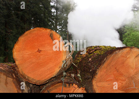 Querschnitt des Logs gestapelt und Schneiden, Bäume im Hintergrund. Rauch aus Mühle im Hintergrund steigt. Haken hängen von der Seite der Querschnitt des Stockfoto