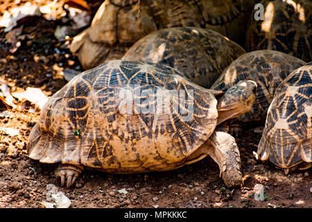 Gruppe von Schildkröte unter einem Baum im Schatten in sonniger Tag ausruhen. Stockfoto