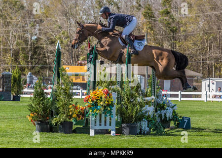 Springpferde im Gulf Coast Winter Classic im Harrison County Equestrian Center in Gulfport, Mississippi Stockfoto