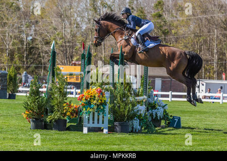 Springpferde im Gulf Coast Winter Classic im Harrison County Equestrian Center in Gulfport, Mississippi Stockfoto