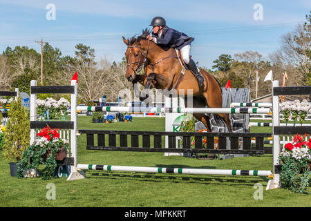 Springpferde im Gulf Coast Winter Classic im Harrison County Equestrian Center in Gulfport, Mississippi Stockfoto