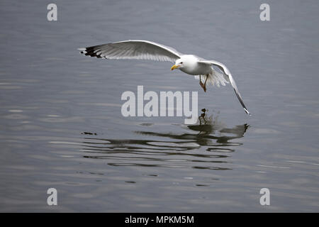 Kaspische Möve (Larus Cachinnans) Stockfoto