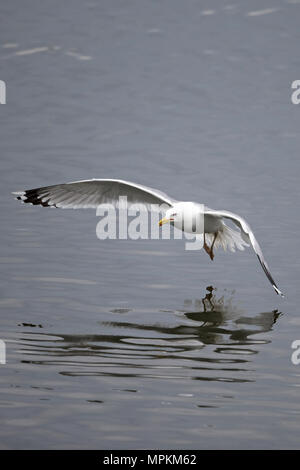 Kaspische Möve (Larus Cachinnans) Stockfoto