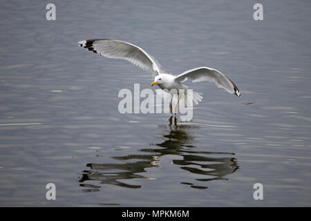 Kaspische Möve (Larus Cachinnans) Stockfoto