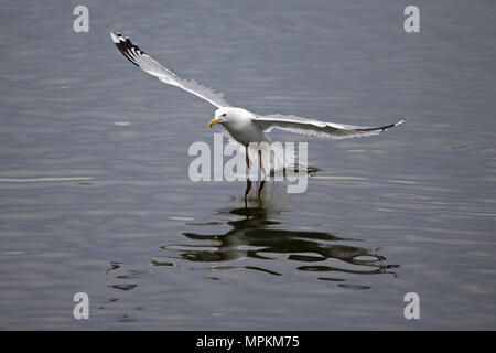 Kaspische Möve (Larus Cachinnans) Stockfoto