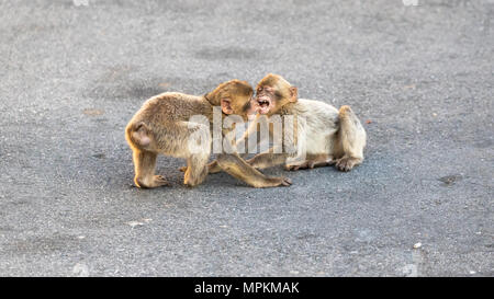 Zwei junge Barbary macaques spielen in Gibraltar Naturschutzgebiet bei Sonnenuntergang. Stockfoto