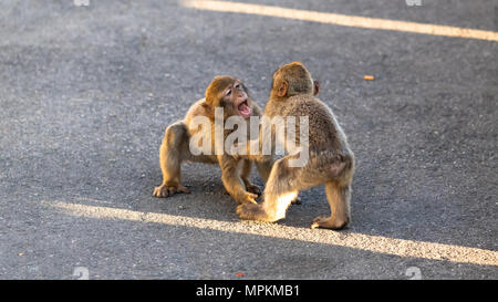 Zwei junge Barbary macaques spielen in Gibraltar Naturschutzgebiet bei Sonnenuntergang. Stockfoto