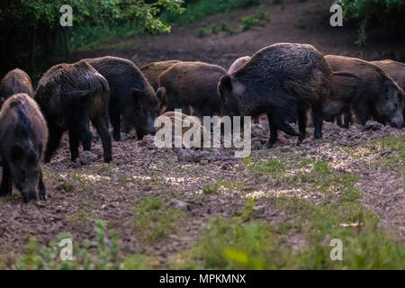 Der schwarzwildpopulation, Sau und Ferkel wühlen für Essen Stockfoto