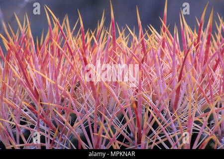 Barrel Cactus entlang von Pacific Crest Trail, Anza Borrego Desert State Park, Kalifornien Stockfoto