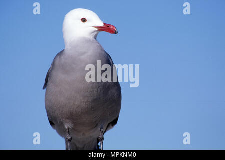 Heermann's Gull, Silver Strand State Park, Kalifornien Stockfoto