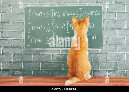 Lustige Bildung Idee mit Red cat Stockfoto