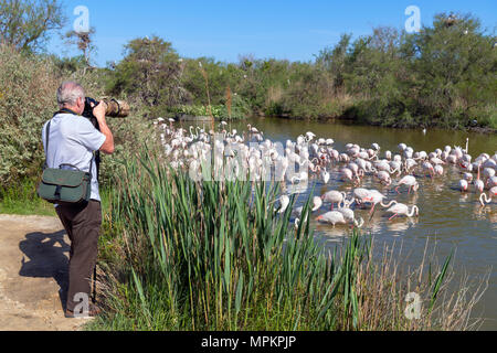 Camargue, Frankreich. Fotografen, die Bilder von Flamingos (Phoenicopterus Roseus) im Parc Ornithologique du Pont de Gau, Camargue, Beweisen Stockfoto