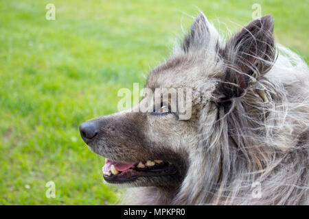 Im Vordergrund ist der Leiter der Keeshond (spitz Wolfsspitz) auf einem grünen Hintergrund Stockfoto